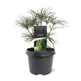 IGLAVEC JAPONSKI SENČNIK L19