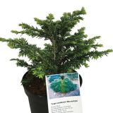 IGLAVEC KANADSKA ČUGA MACROPHYLLA