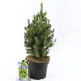 IGLAVEC KOMPAKTNA BELA SMREKA