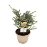 IGLAVEC KOREJSKA JELKA SILBERLOCKE