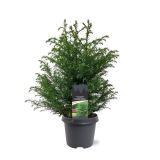 IGLAVEC KRIPTOMERIJA ELEGANS VIRIDIS L23