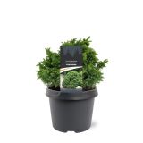 IGLAVEC KRIPTOMERIJA YOKOHAMA L19