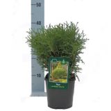 IGLAVEC KROGLASTI KLEK TINY TIM