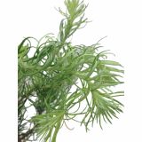 IGLAVEC LARIX KAEMPFERI DIANA NA STEBLU