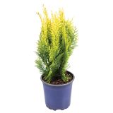 PACIPRESA LAVSONOVA PACIPRESA