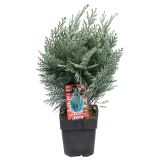 PACIPRESA LAVSONOVA L17