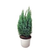 IGLAVEC LAVZONOVA PACIPRESA