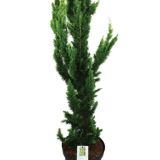 IGLAVEC LAVZONOVA PACIPRESA YELLOW SPIRE