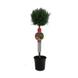 IGLAVEC LAWSONOVA PACIPRESA CHAMAECYPARIS L. COLUMNA.