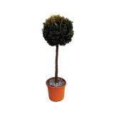 IGLAVEC LAWSONOVA PACIPRESA STARDUST