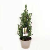 IGLAVEC MODRIKASTA STOŽČASTA SMREKA