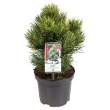 IGLAVEC MUNIKA COMPACT GEM