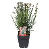 IGLAVEC NAVADNA TISA