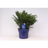 IGLAVEC NAVADNA TISA REPANDENS L23