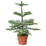 IGLAVEC NOVOLETNI ARAUCARIA L13