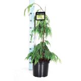 IGLAVEC NUTKANSKA PACIPRESA