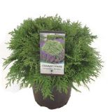 PACIPRESA OKROGLASTA L19