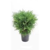 IGLAVEC OKROGLASTA PACIPRESA