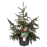 IGLAVEC ORIENTALSKA SMREKA