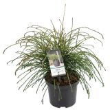 IGLAVEC ORJAŠKI KLEK