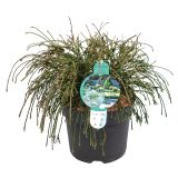 IGLAVEC ORJAŠKI KLEK