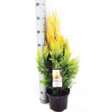 IGLAVEC ORJAŠKI KLEK GABY