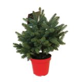 IGLAVEC PICEA PUNGENS SUPER BLUE