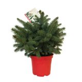 IGLAVEC PICEA PUNGENS SUPER BLUE