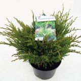 IGLAVEC PLAZEČI BRIN