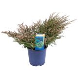 IGLAVEC PLAZEČI BRIN