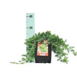 IGLAVEC POLEGLO RASTOČI BRIN