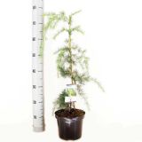 IGLAVEC POVEŠAVA HIMALAJSKA CED.