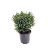 IGLAVEC PRITLIKAVA OMORIKA