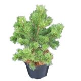 IGLAVEC RUŠEVJE GNOM