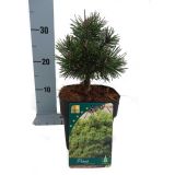 IGLAVEC RUŠEVJE MOPS