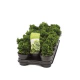 IGLAVEC ŠKOLKASTA PACIPRESA