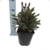 IGLAVEC SMREKA ECHINIFORMIS