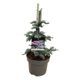 IGLAVEC SREBRNA JELKA (ABIES PROCERA GLAUCA) L21 CM