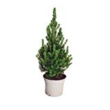 IGLAVEC STOŽČASTA SMREKA