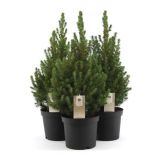 IGLAVEC STOŽČASTA SMREKA PICCOLO