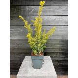 IGLAVEC TAXUS BACCATA GOLDSTRIKE L17 CM