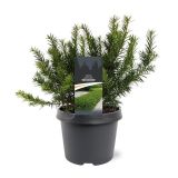 IGLAVEC TAXUS BACCATA REPANDENS L19 CM