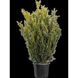 IGLAVEC TISA BREZ PLODOV L15