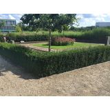 IGLAVEC TISA BREZ PLODOV L15