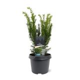 IGLAVEC TISA DENSIFORMIS L19