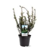 IGLAVEC TISA "GROENLAND" L19