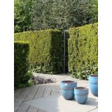 IGLAVEC TISA HILLII L15 V30