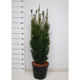 IGLAVEC TISA HILLII L38