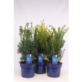 IGLAVEC TISA MIX L23