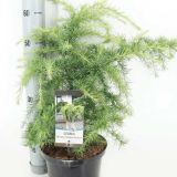 IGLAVEC ZLATA HIMALAJSKA CEDRA